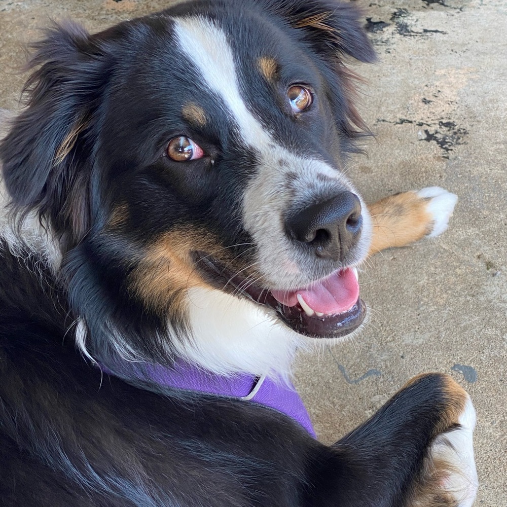 I’m Kriss and this is my Wiggle Butt sidekick Sparrow! - Picture 2 of 7